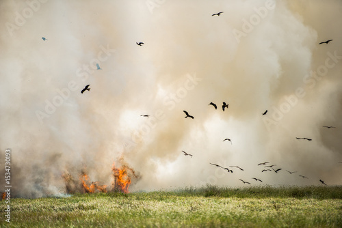 Whistling and Black Kites catching insects fleeing from bushfire