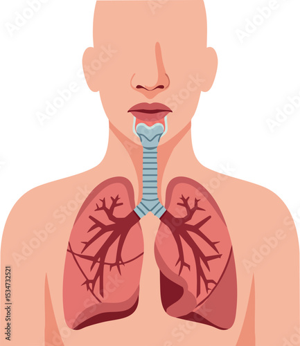 Human respiratory system with lungs and trachea anatomical vector illustration 