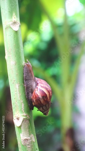 Snails crawl slowly on the papaya tree trunk