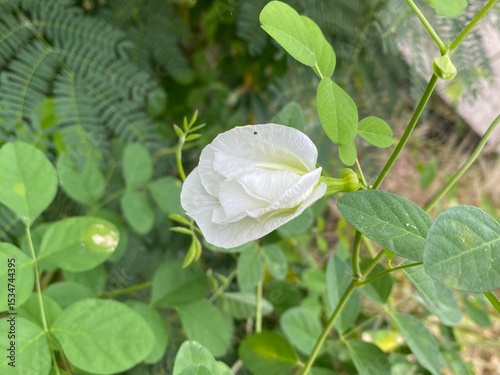 beautiful white butterfly pea flower in the garden