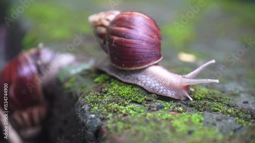 Snails crawl slowly on the mossy wall
