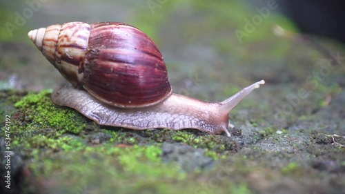 Snails crawl slowly on the mossy wall
