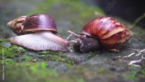 Snail wakes up, head and antennae come out