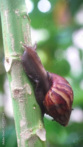 Snails crawl slowly on the papaya tree trunk