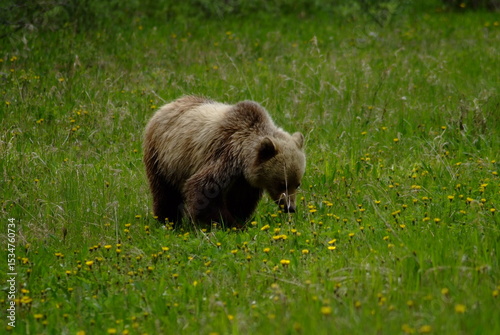 Grizzly bear in the grass,  grizzly Bear in the forest, Canada, Canadian Rockies, Alberta