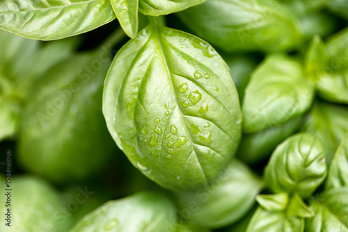 Fototapeta Naklejka Na Ścianę i Meble -  Close up of a single leaf of fresh Italian large leaf basil plants in late spring garden