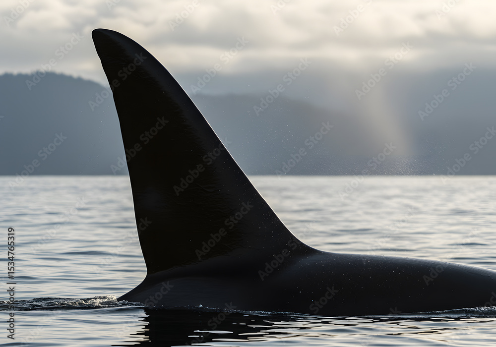 Fototapeta premium Orca dorsal fin against water