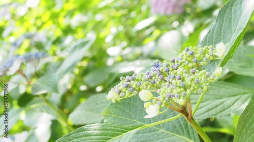 梅雨から初夏の公園や花壇を彩るアジサイのある風景。雨上がりの爽やかな光の中、瑞々しいガクアジサイのツボミのひとつ目が開いた瞬間。木漏れ日の光でボケた景色。ぼんやりした花畑のイメージ。標準速度。