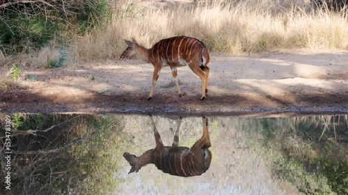 a female nyala antelope walking at a waterhole of kruger national park in south africa
