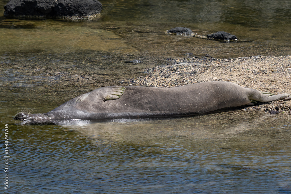 Fototapeta premium The Hawaiian monk seal (Neomonachus schauinslandi) is an endangered species of earless seal in the family Phocidae that is endemic to the Hawaiian Islands. Kaʻena Point Trail, Oahu