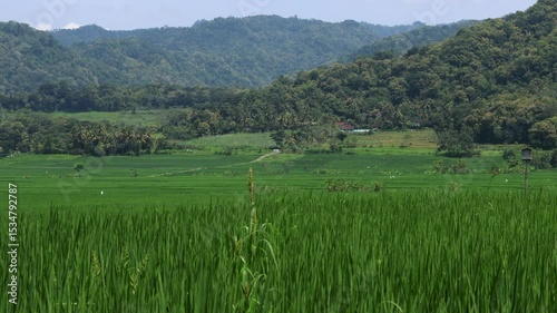 Camera zoom in over a stretch of farmland covered in green rice
