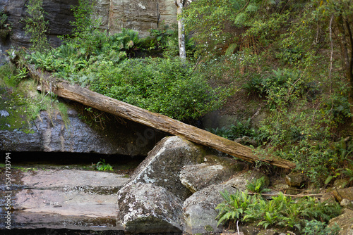 Rocks, plants and ferns along the edge of Snug River, Tasmania