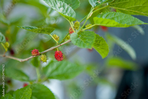 Red and green mulberries on a young mulberry bush