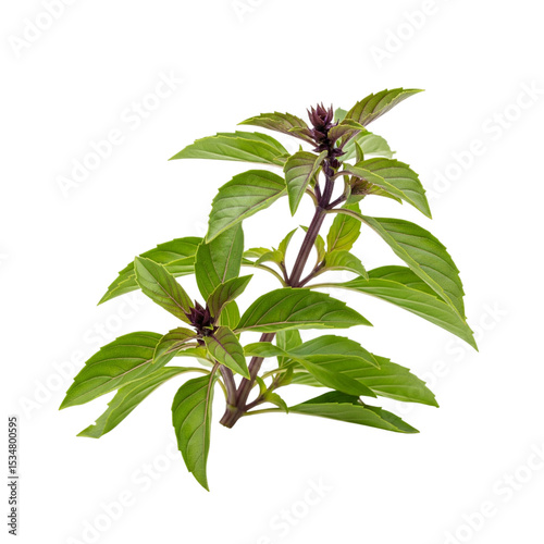 Sweet Thai basil (Ocimum basilicum), fresh green-purple stemmed leaves, isolated on white background