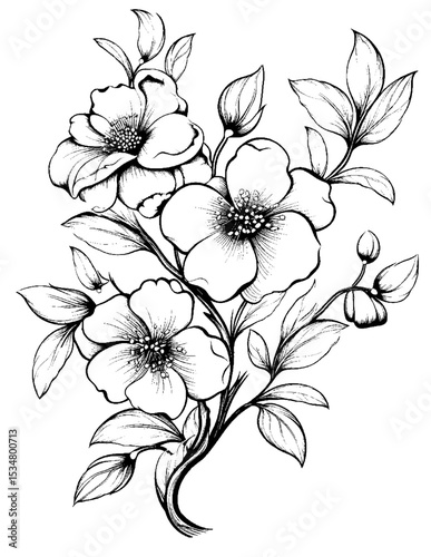 Black and white color pages