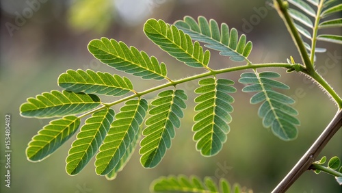 Closeup of a branch with bright green pinnate leaves