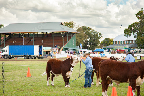 Cattle lined up in arena for judging at agricultural show photo