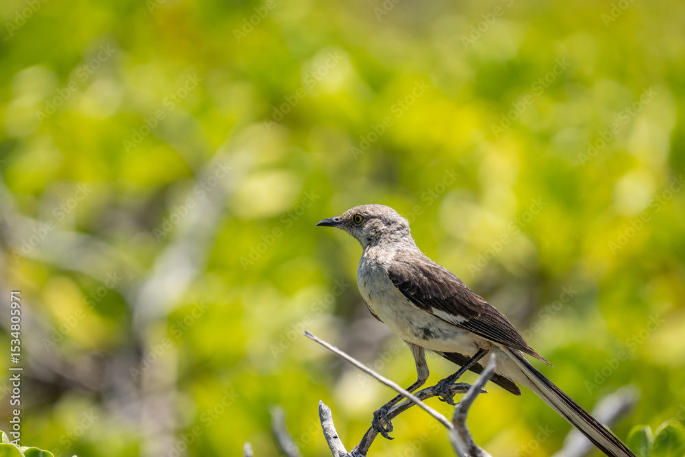 Obraz premium The northern mockingbird (Mimus polyglottos) is a mockingbird commonly found in North America, of the family Mimidae. Kaʻena Point , Oahu Hawaii