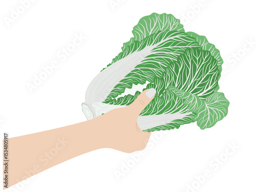 Chinese cabbage on a white background.