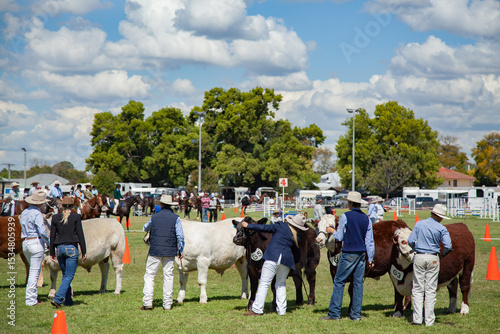 Cattle lined up with owners for judging at agricultural show