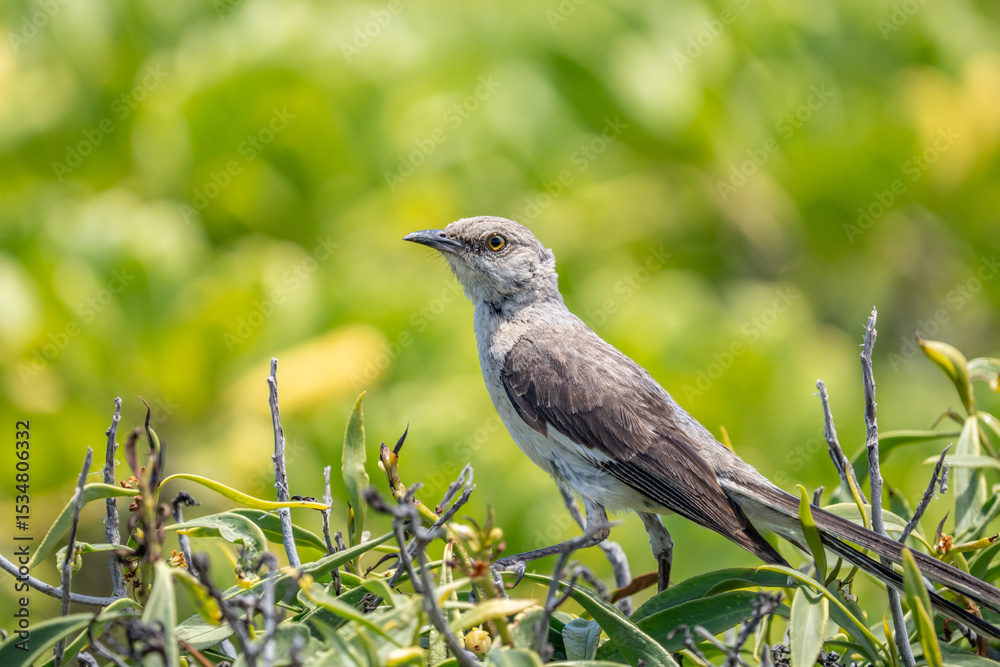 Obraz premium The northern mockingbird (Mimus polyglottos) is a mockingbird commonly found in North America, of the family Mimidae. Kaʻena Point , Oahu Hawaii