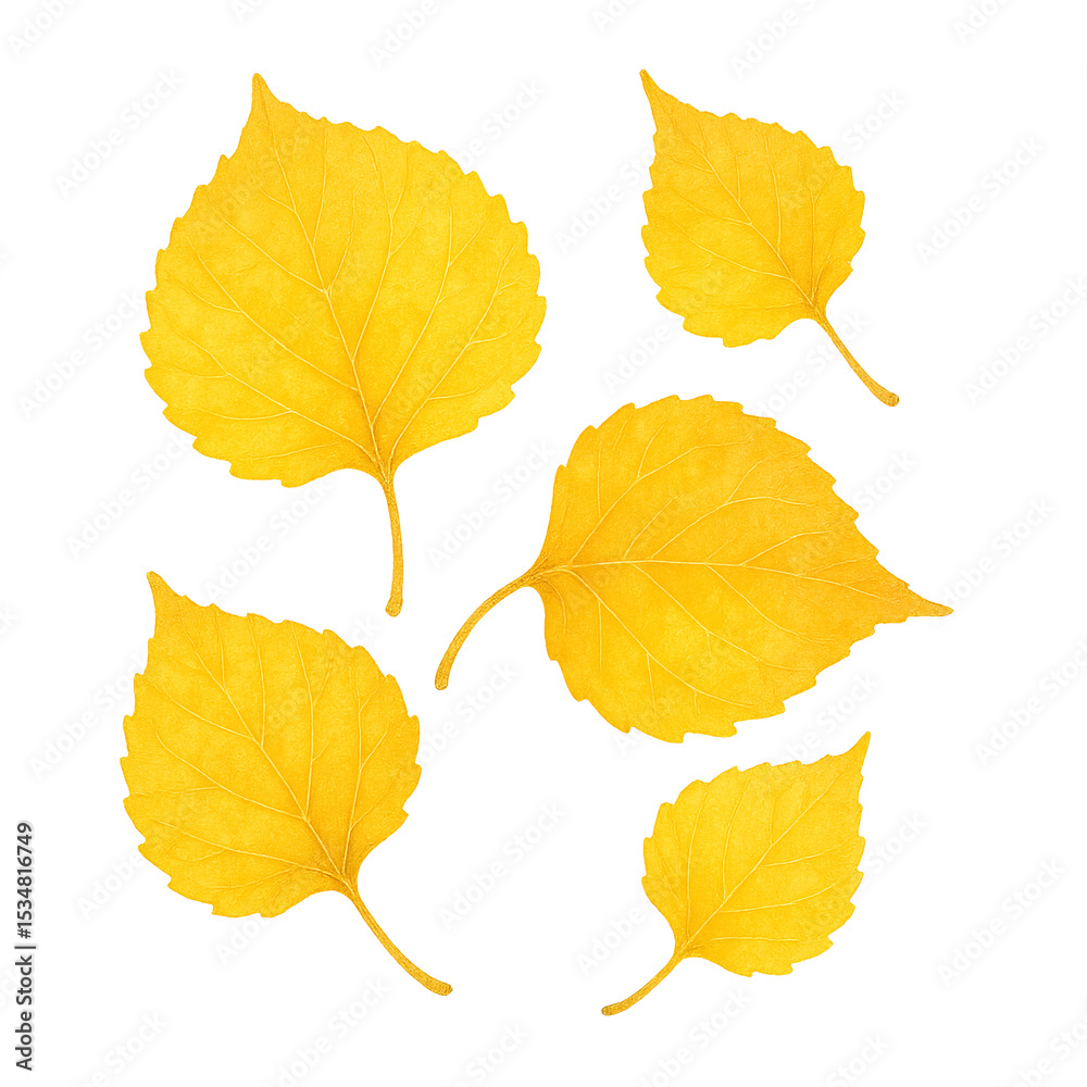 Fototapeta premium Golden Ginkgo Leaves Isolated on White