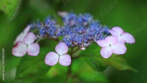 Wallpaper Mural 雨の日 Torontodigital.ca