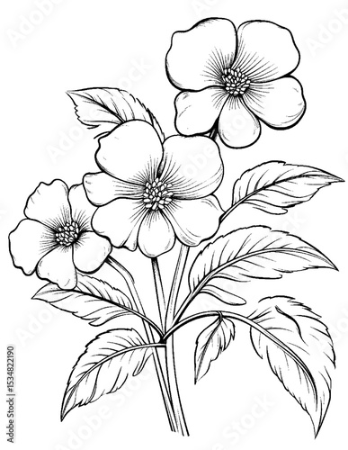 Black and white color pages for kids