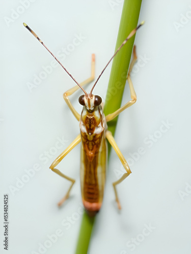 Spurthroat Toothpick Grasshopper Nymph