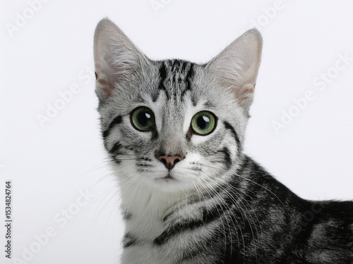 layer to his existence – the profound knowledge that his intelligence could make a tangible difference, that his actions could save a life. cats was not just a cat; he was a guardian, a friend, and a 