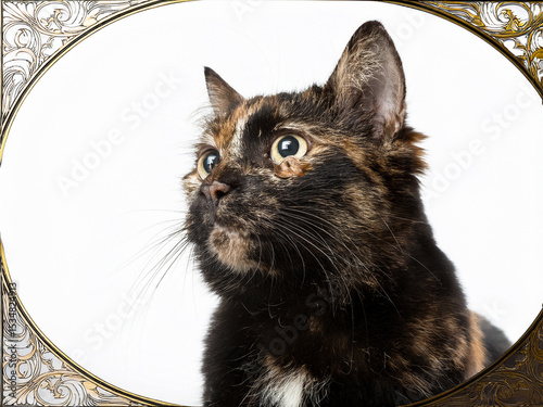 layer to his existence – the profound knowledge that his intelligence could make a tangible difference, that his actions could save a life. cats was not just a cat; he was a guardian, a friend, and a 