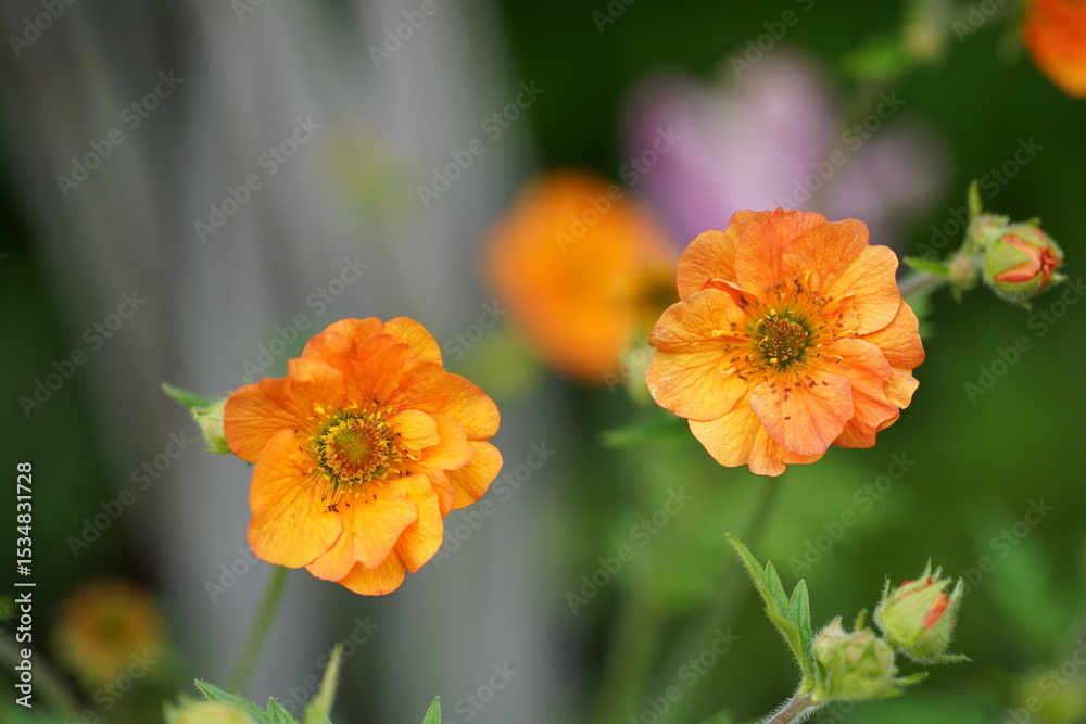 Fototapeta premium Orange Flower in Bloom 