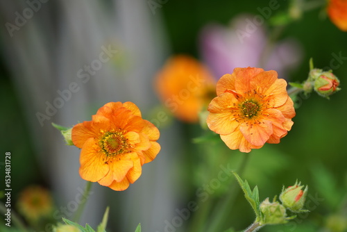 Orange Flower in Bloom 