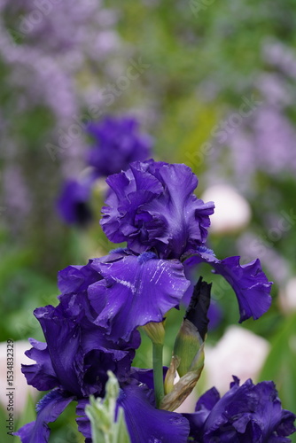 Purple Iris 