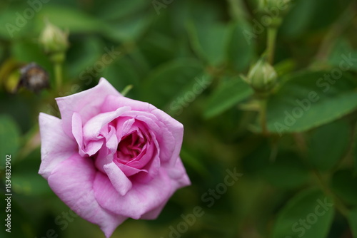 A Budding Rose 