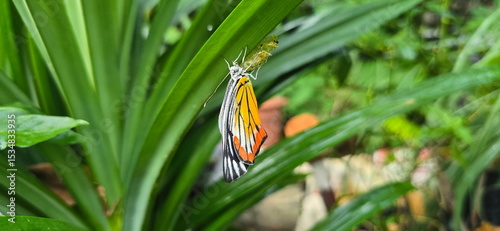 A yellow-orange butterfly just emerged from its pupa sitting still on a pandanus plant. Butterfly has just emerged from its pupa and will hang upside down for 2 hours let wings dry and to pump blood.
