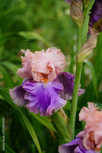 Vibrant Iris