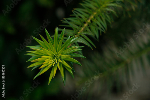 Branch of a Araucaria araucana tree also known as Monkey Puzzle Tree or Chilean Pine photo