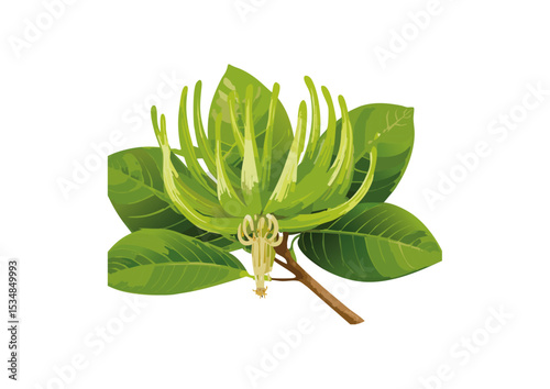 Jade Vine During the active growing season (spring and summer), the Jade Vine benefits from regular feeding with a balanced liquid fertilizer, perhaps every 2-4 weeks. During the cooler, less active m