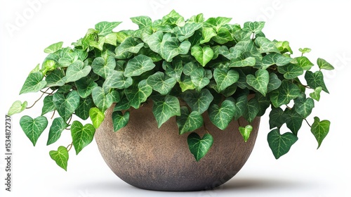 Elegant Ivy Plant in a Round Stone Pot, Isolated on White Background