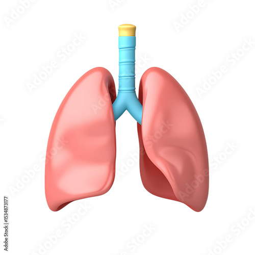 3d render of human lungs isolated on white background