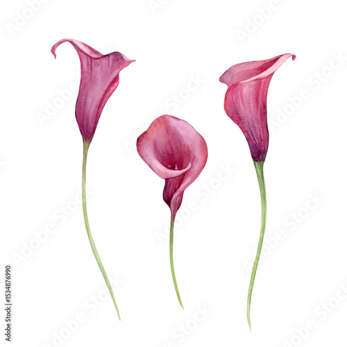 Calla lily set of hand drawn watercolor illustrations. flowers and buds isolated on white background. Elements for wedding invitations, greeting cards