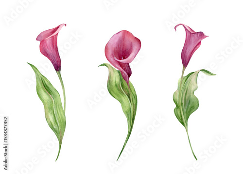 Calla lily set of hand drawn watercolor illustrations. Leaves, flowers and buds isolated on white background. Elements for wedding invitations, greeting cards