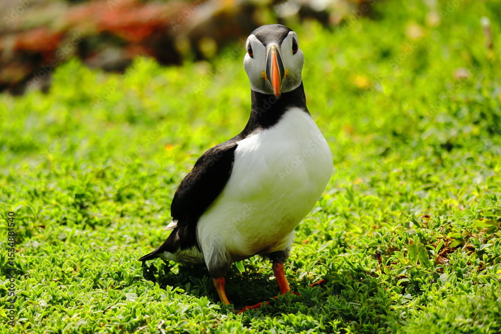 Naklejka premium Close-Up of Atlantic Puffin Standing on Lush Green Cliffside – Colorful Beak, Bright Eyes, and Vibrant Plumage on Coastal Grassland Bright Orange Feet, Seabird Wildlife in Natural Habitat, Summer Bree