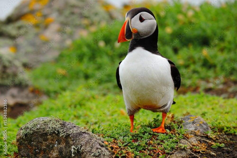 Naklejka premium Close-Up of Atlantic Puffin Standing on Lush Green Cliffside – Colorful Beak, Bright Eyes, and Vibrant Plumage on Coastal Grassland Bright Orange Feet, Seabird Wildlife in Natural Habitat, Summer Bree
