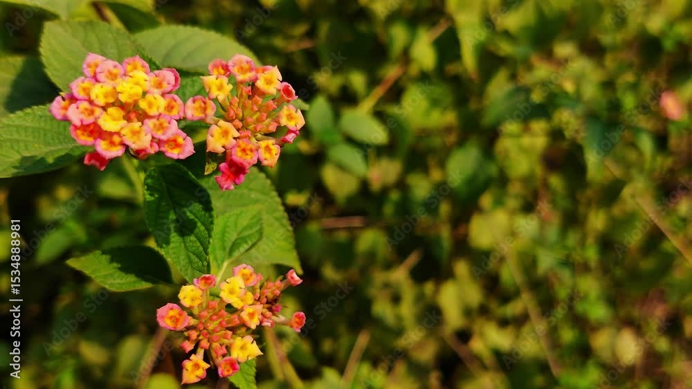 4k footage of  West Indian lantana flower. Lantana camara. Creeping lantana flower. Close up of lantana camara . Yellow flower. Asian flowers. Hd video of lantanas flower.