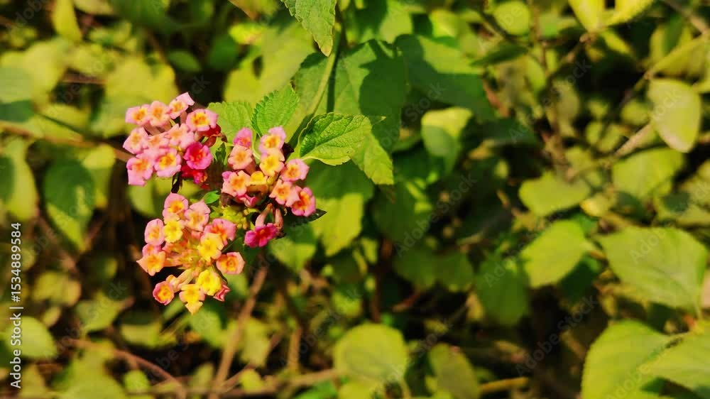 4k footage of  West Indian lantana flower. Lantana camara. Creeping lantana flower. Close up of lantana camara . Yellow flower. Asian flowers. Hd video of lantanas flower.