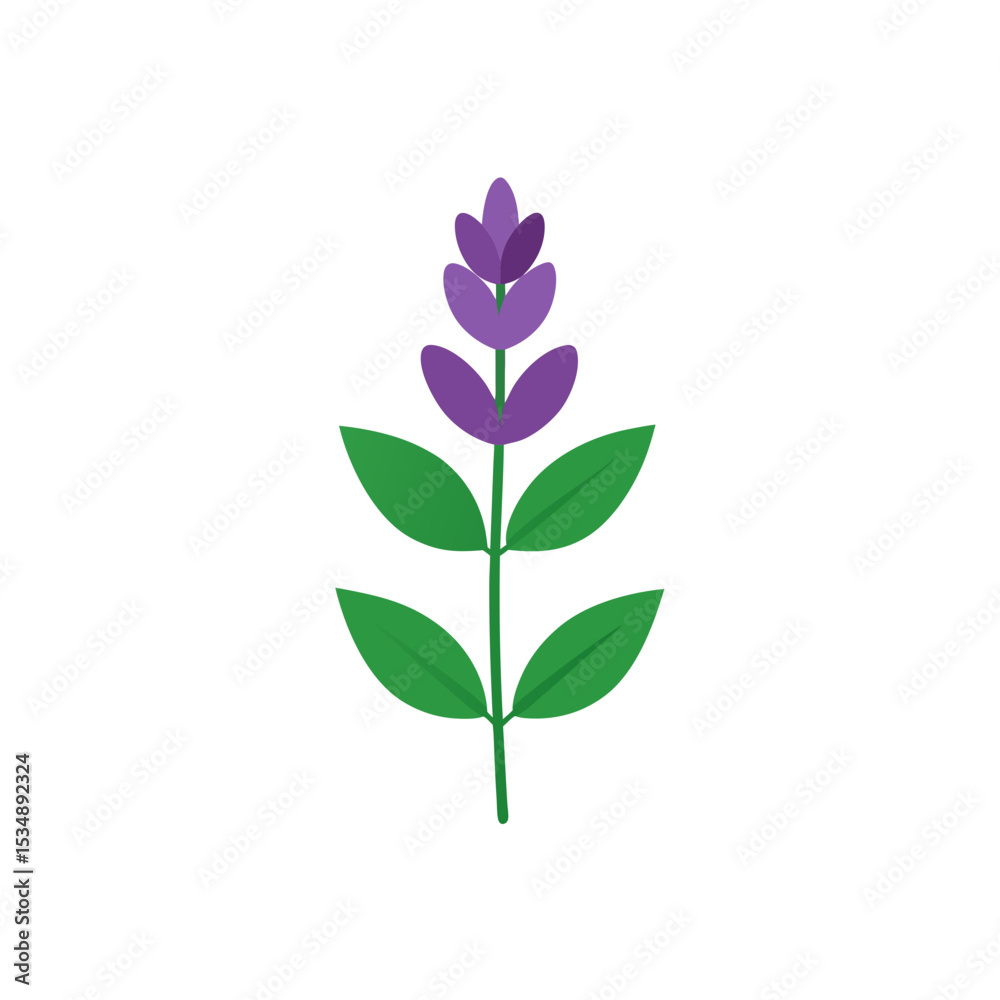 salvia on white background .svg salvia on white background .svg