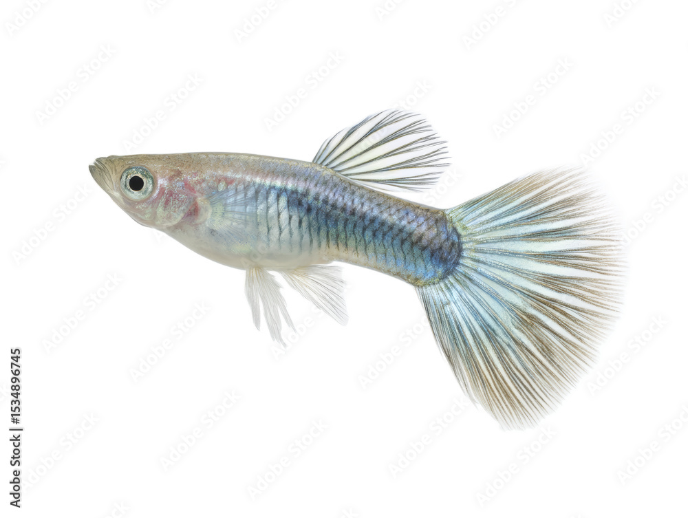 Fototapeta premium [Transparent Background PNG]Closeup of a Colorful Guppy Fish