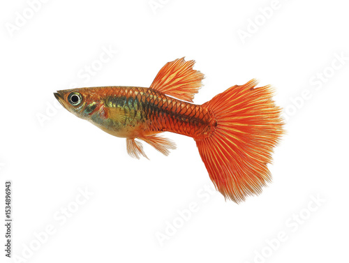 [Transparent Background PNG]Orange and Gold Guppy Fish